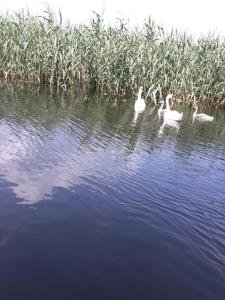 Gallery image of Casa Nelu Pescaru in Mahmudia