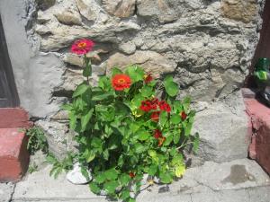 Giardino di Guest House Latali
