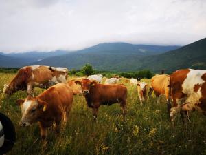 a herd of cows grazing in a field of grass at House Mara in Korenica