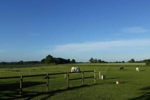 un grupo de caballos pastando en un campo en FIELDVIEW FARMHOUSE BED AND BREAKFAST, en Colkirk