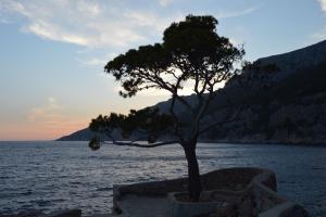 a tree sitting on the side of a body of water at REDSTONE luxury apartments in Hvar