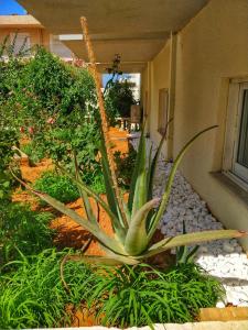 A garden outside Alexandra Hotel
