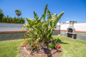 コニル・デ・ラ・フロンテーラにあるChalet Miriam Iの庭の花壇の植物