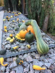 a bunch of pumpkins and gourds on a grill at Aux Neuf Saules in Mortzwiller