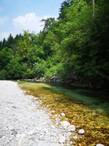 a river with rocks and trees on the side at Apartma Humar in Tolmin