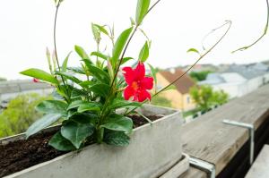 eine rote Blume in einer Pflanze auf einem Balkon in der Unterkunft Gästehaus Herlinde in Podersdorf am See