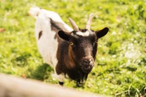 a black and white goat standing in the grass at Tourist Farm Urška in Zreče