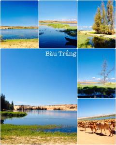 a collage of four pictures with a dog running across a lake at Homestay BONO Mũi Né in Phan Thiet