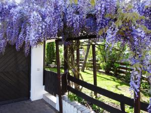 a wisteria vine hanging over a fence at Ferienwohnung Pickert in Bad Endorf