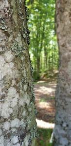 um close de duas árvores em uma floresta em CASA DELLE GUARDIE Rifugio em Madonna di Fornelli