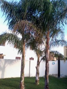 2 palmiers dans une cour à côté d'un bâtiment dans l'établissement Villa Favignana, à Favignana