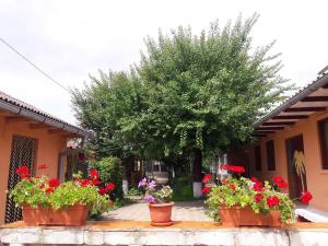 a group of pots of flowers in front of a house at Casa Ysa in Vama Veche
