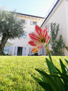 uma flor na relva em frente a um edifício em Sweet Corner em Castelnuovo del Garda