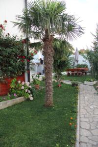 un palmier dans l'herbe à côté d'un jardin dans l'établissement Holiday Home Flora, à Mostar