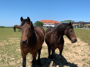 two brown horses standing next to each other in a field at Moderne Apartments im Ferienpark auf Rügen in Sagard