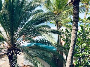 een groep palmbomen met de oceaan op de achtergrond bij Sleep'n'Ride in El Yaque