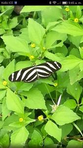 a black and white butterfly on a green plant at Casa Marlui-San José in Curridabat