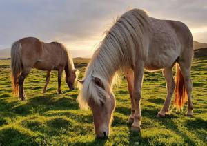 dos caballos pastando en un campo de hierba en Stafafell Nature Park Camping, en Stafafell