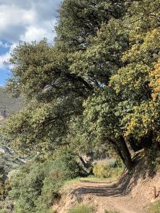 un árbol al lado de un camino de tierra en El Huerto de Lobras, en Lobras