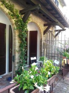 een patio met een bos planten voor een gebouw bij Il glicine in Siena