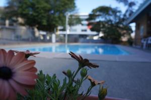 a flower in a plant next to a swimming pool at Panorama Motor Inn in Newcastle +48 photos