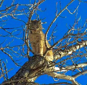 un gatto seduto in cima a un albero di Romantic RiverSong Inn a Estes Park