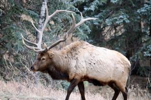 a large animal with horns walking in a field at Romantic RiverSong Inn in Estes Park