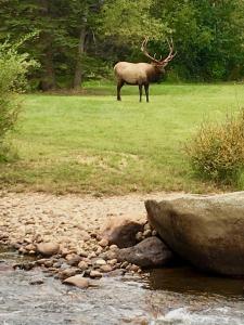 un ciervo parado en la hierba junto a un arroyo en Romantic RiverSong Inn en Estes Park