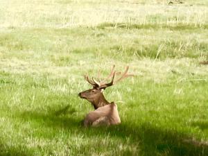 a deer sitting in the grass in a field at Romantic RiverSong Inn in Estes Park