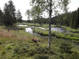 Loodusmaastik puhkemajakeste lähedal