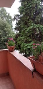 ブラショヴにあるArmoniaの鉢植え二本