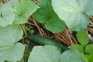 a cucumber laying on the ground next to a plant at Hostal Casa Amaya in Vallehermoso