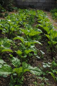 a row of green plants in a garden at Hostal Casa Amaya in Vallehermoso