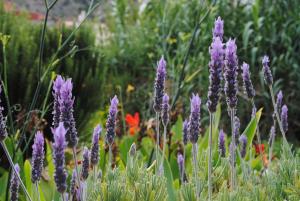 a bunch of purple flowers in a garden at Hostal Casa Amaya in Vallehermoso