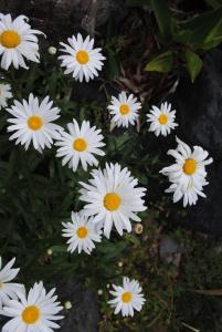 a bunch of white flowers with yellow centers at Hostal Casa Amaya in Vallehermoso