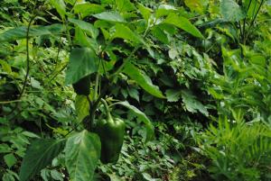 a green pepper growing on a plant at Hostal Casa Amaya in Vallehermoso