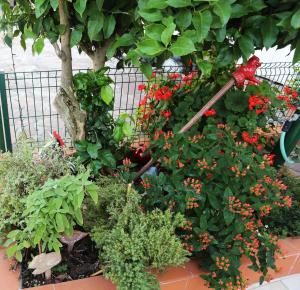Giardino di LIGURIA home