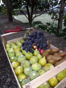 a box filled with lots of different types of fruit at Castello di Valenzano in Arezzo