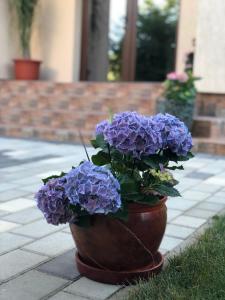 Galeriebild der Unterkunft Eden Blue in Costinești