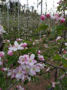 Agritur Coryletum外面的花园