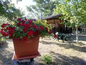 Zahrada ubytování Cabañas Vallecino