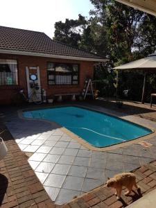 a cat standing in front of a swimming pool at Dollies place in Bazley Beach