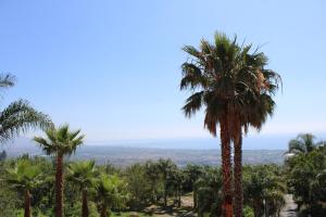 a group of palm trees in a field at IL Ciliegio Dell 'Etna in Giarre