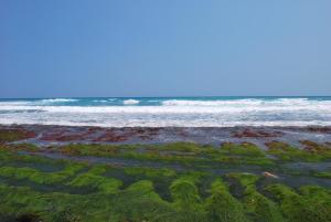 鹽寮村的住宿－海月海景民宿 ，海藻和海洋背景的海滩