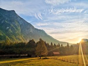 uma árvore num campo com uma montanha ao fundo em Apartment Joži em Soča