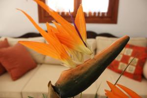 a close up of a flower on a table at Galini in Agia Irini Milos
