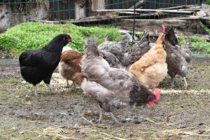 Zvieratá na farme alebo blízkom okolí