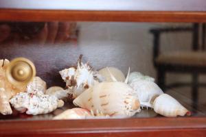 a group of shells sitting on a glass shelf at Galini in Agia Irini Milos