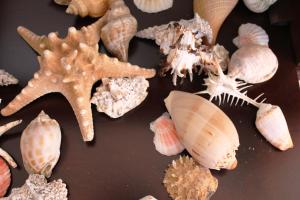 a group of shells and a starfish on a table at Galini in Agia Irini Milos