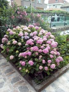 ロゼネッツにあるGuest Rooms Kotvаtaの庭のピンクの花束